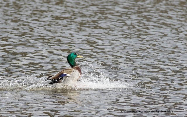 WALK1725 literal splash down 2014