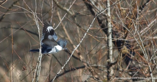 WALK1822 kingfisher 1 step off perch 2014