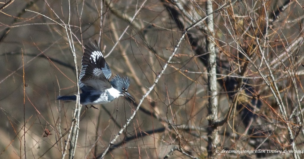 WALK1822 kingfisher 1 step off perch 2014