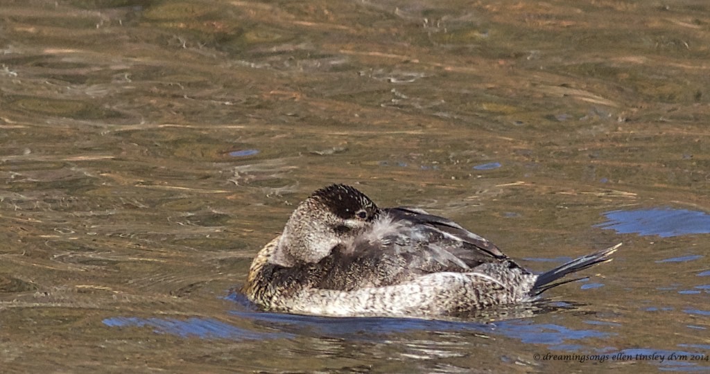 WALK1833 cold ruddy duck 2014