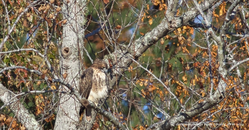 WALK1889 red-tailed hawk fluffed 2014