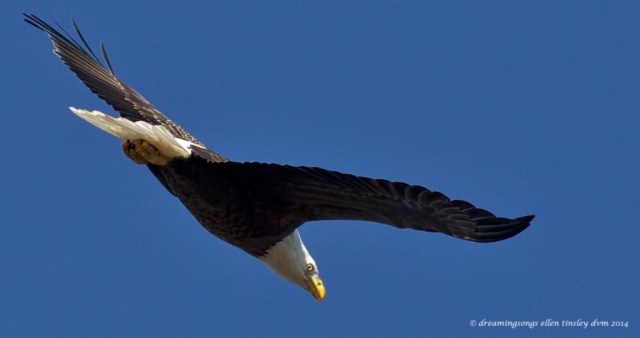 WALK2111 1st adult eagle Yates Mill 2014