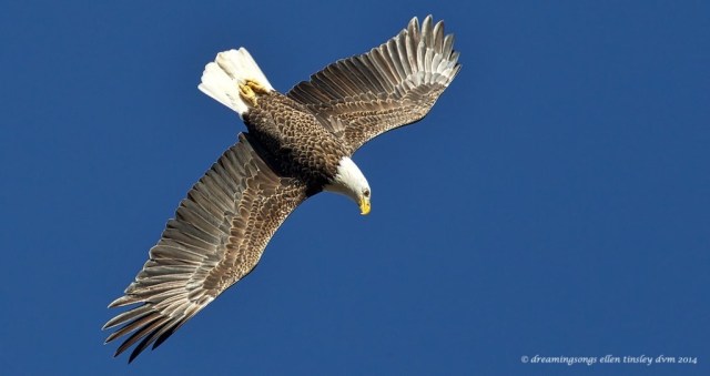 WALK2114 2nd adult eagle Yates Mill 2014