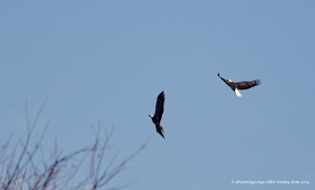 WALK2120 pr adult eagles Yates Mill 2014