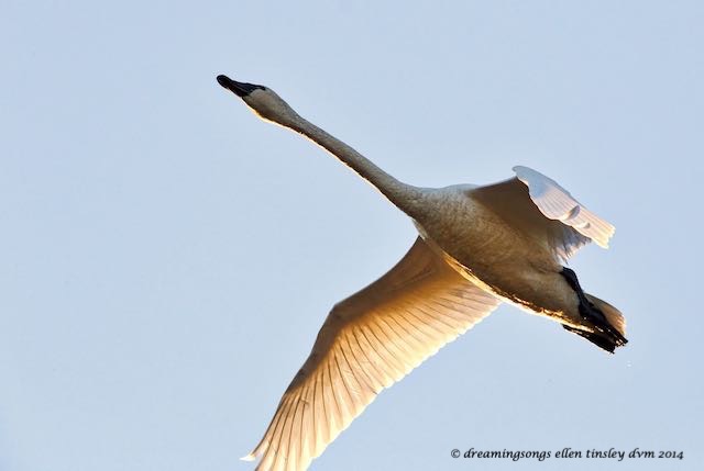 WALK2196 swan dawn flight 2014
