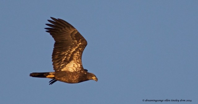 WALK2199 imm eagle 2014