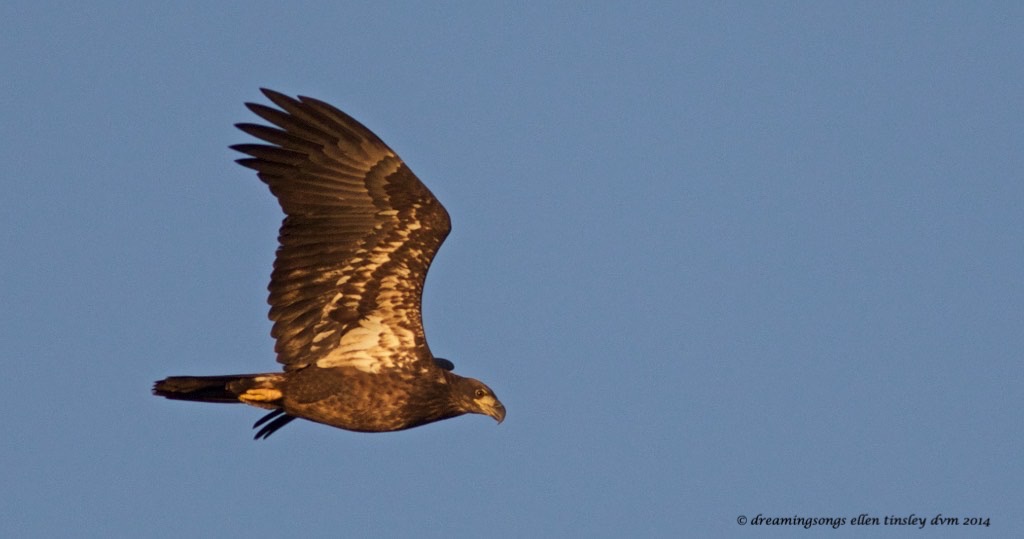 WALK2199 imm eagle 2014