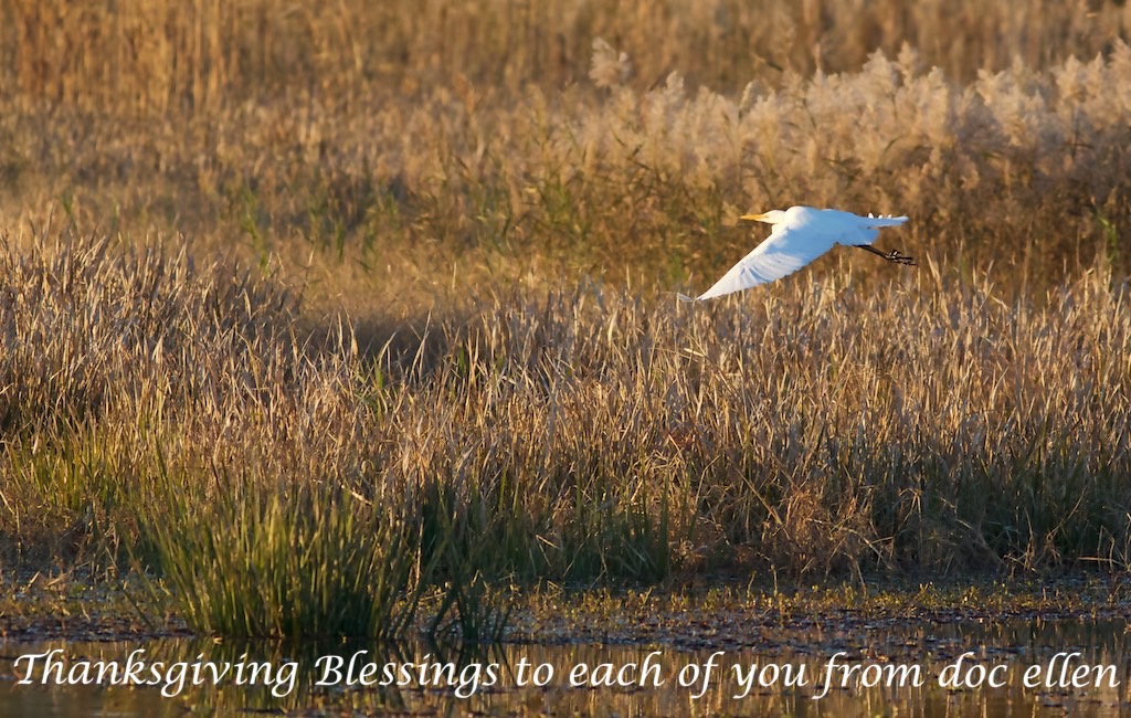 WALK2204 Thanksgiving 2014 2014