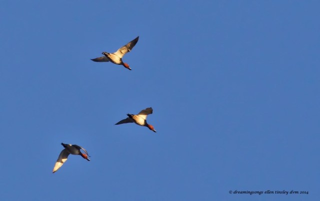 WALK2225 redhead ducks flight 2014