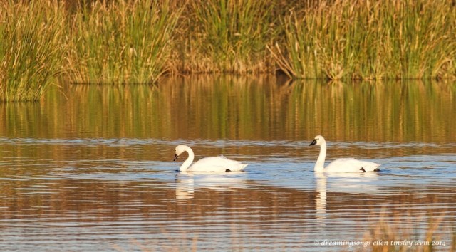 WALK2238 serenity tundra swans 2014