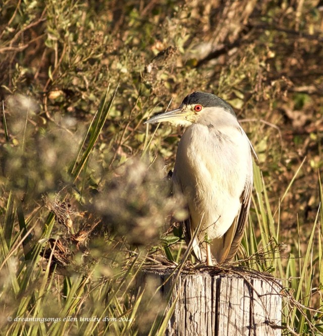 WALK2273 black-crowned night-heron 2014