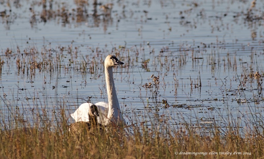WALK2385 tundra swan and Canada goose 2014