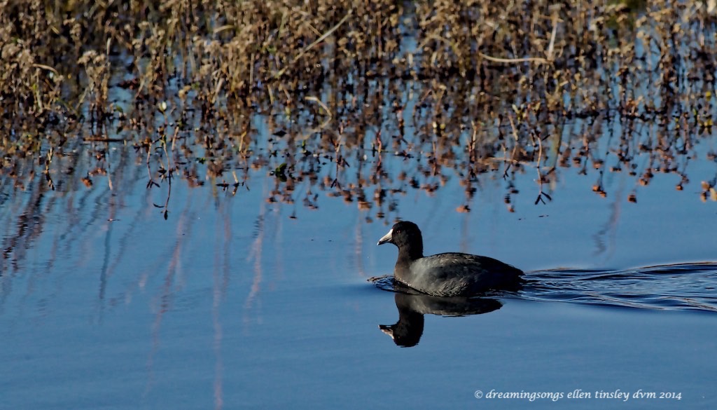 WALK2404 coot reflection 2014