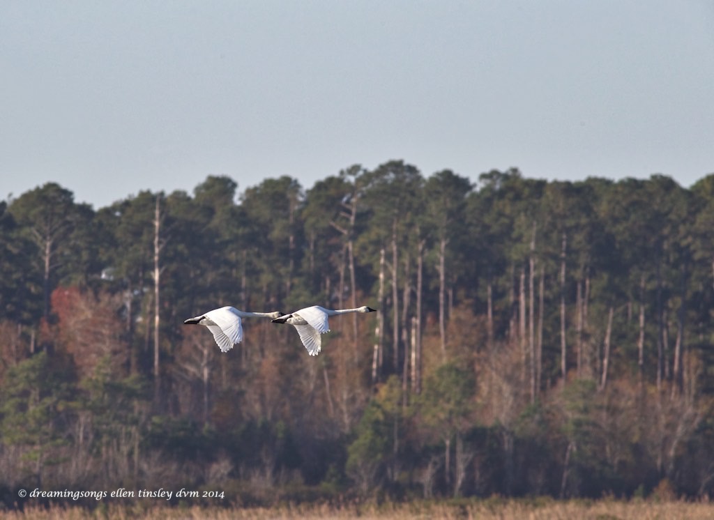WALK2408 tundra swan pair 2014