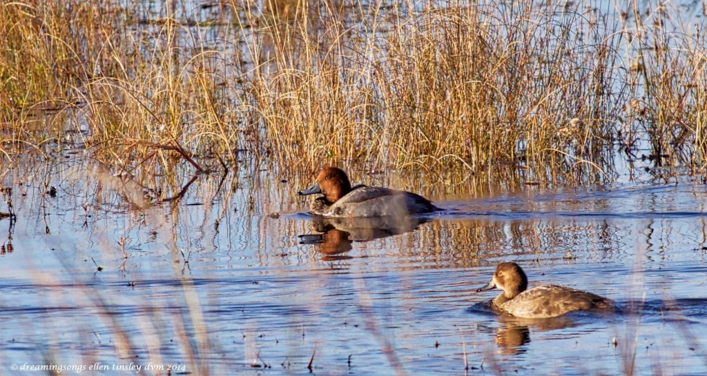 WALK2440 redhead pair 2014