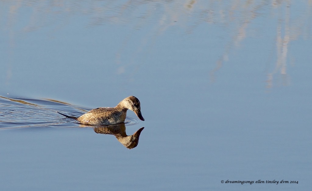 WALK2459 ruddy duck reflection 2014