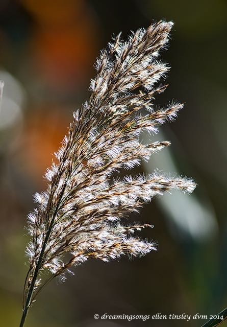WALK2528 lake grass seed head sm2014