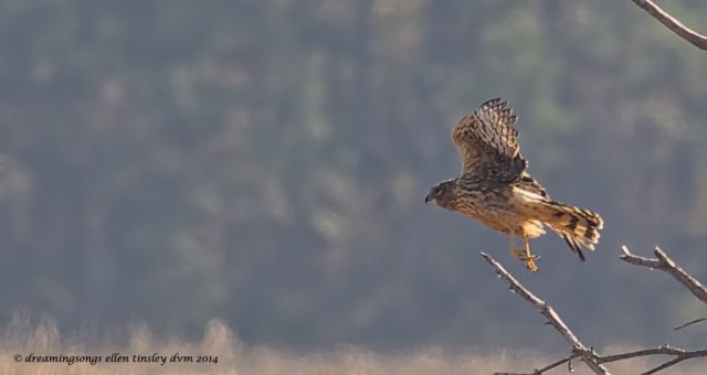 WALK2567 female harrier Mattamuskeet 2014