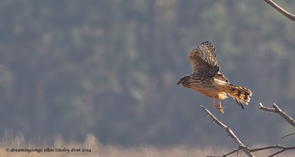 WALK2567 female harrier Mattamuskeet 2014