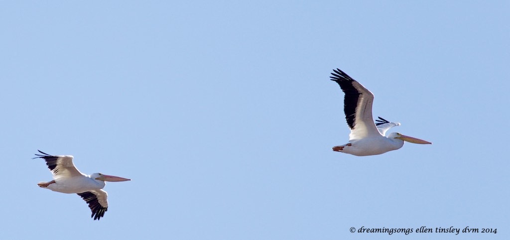 WALK2656 white pelican pair flight2014