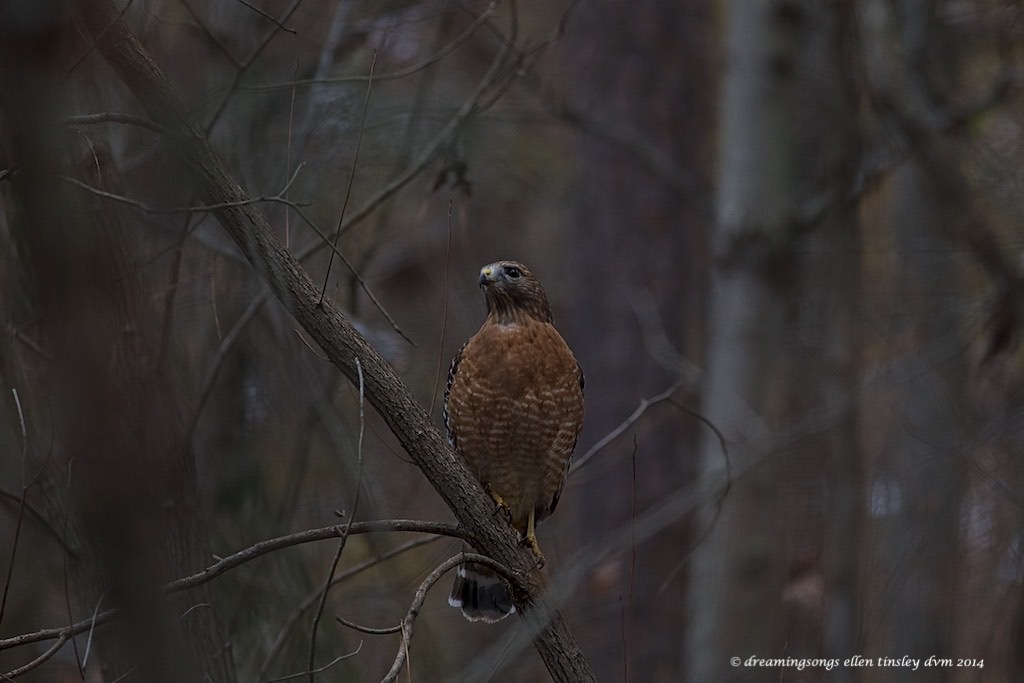 WALK2926 red-shouldered hawk Yates Mill2014
