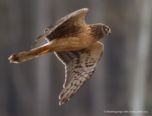WALK3032 harrier dam 2014