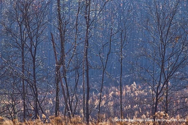 WALK3337 harrier hill morning sm 2014