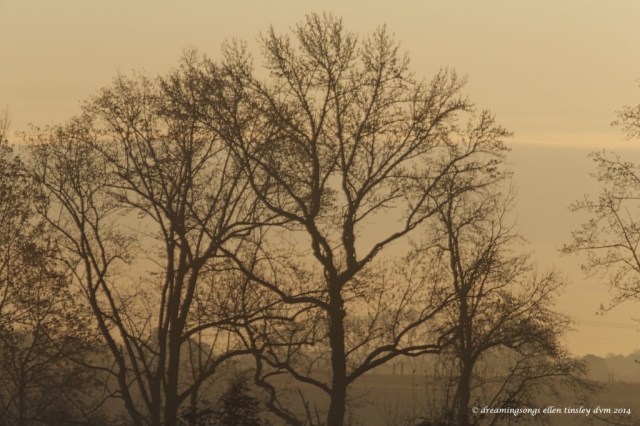 WALK3427 wake county sunrise 2014