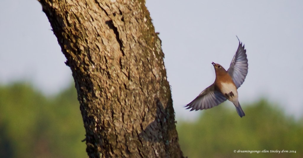 WALK3484 bluebird pecan orchard 2014