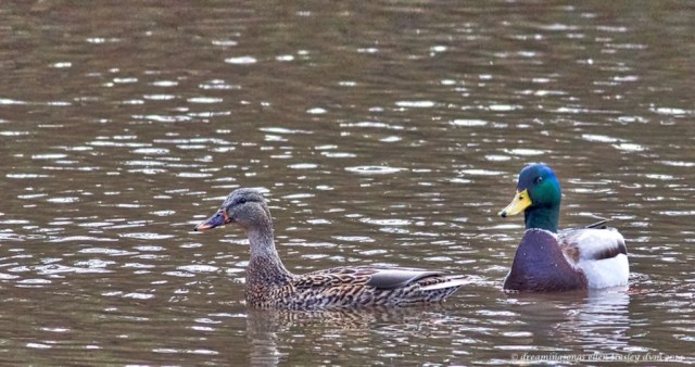 WALK3762 elegance contrast 2014