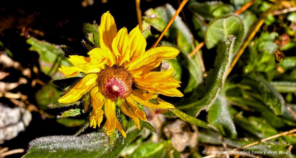 IMG_3455 last susan of season 2014