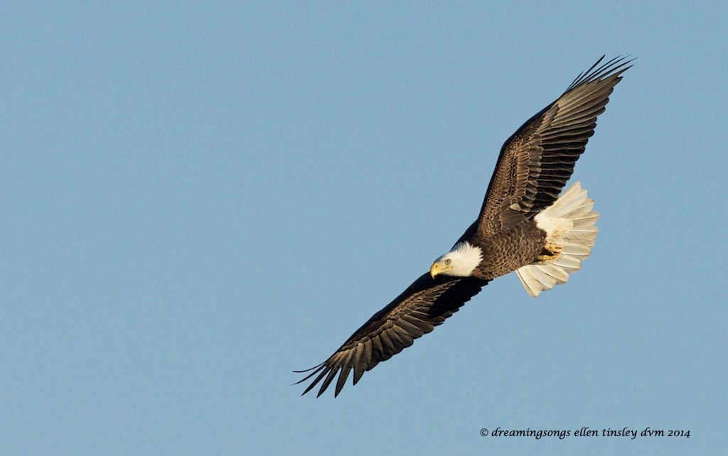 _RK_6770 eagle for announcement email2014