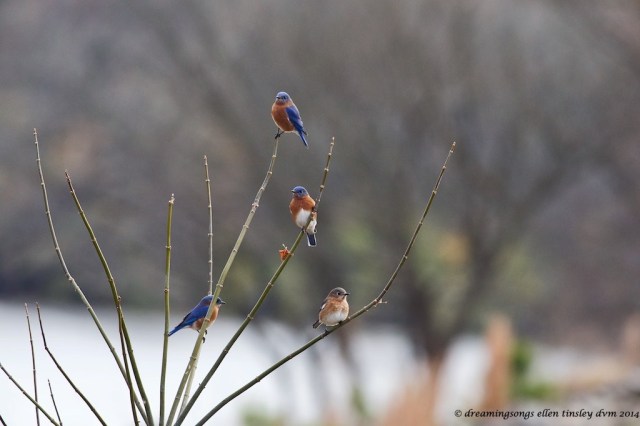 WALK3216 natural ornaments med 2014