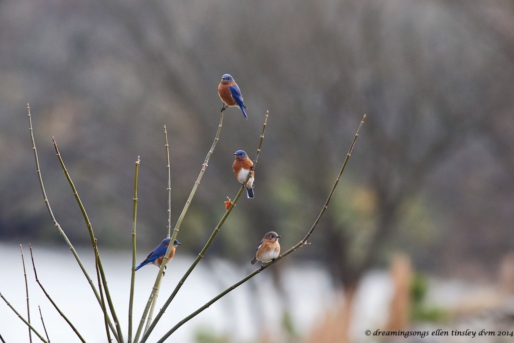 WALK3216 natural ornaments med 2014
