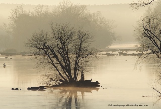 WALK3777 dormant river tree  2014