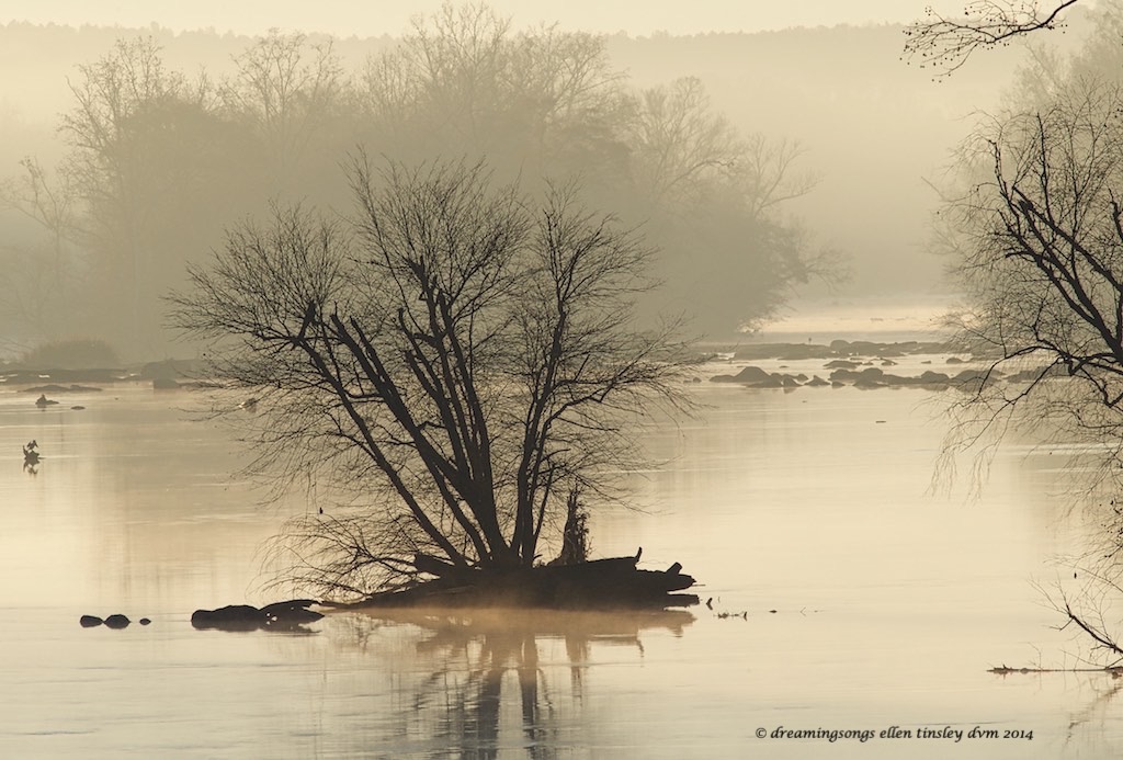 WALK3777 dormant river tree  2014