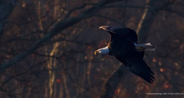 WALK3787 eagle daring sun 2014