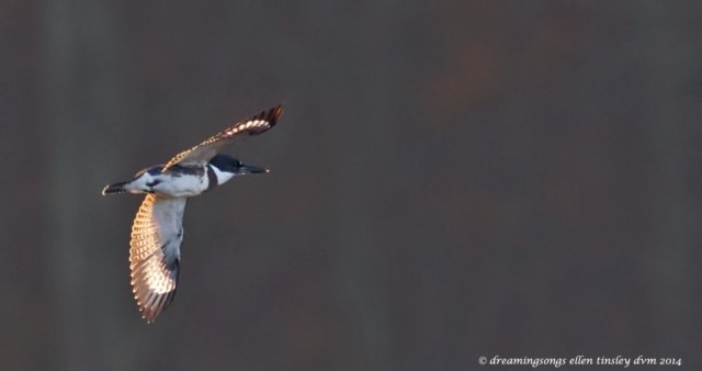 WALK3822 kingfisher wings sun trapped 2014
