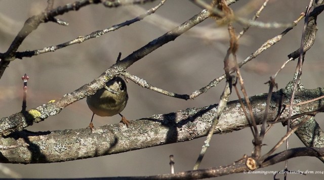WALK3946 ruby kinglet shy 2014