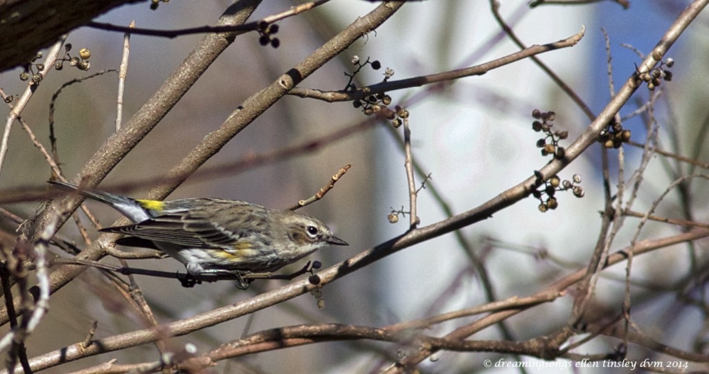 WALK3981 warbler ready set go 2014