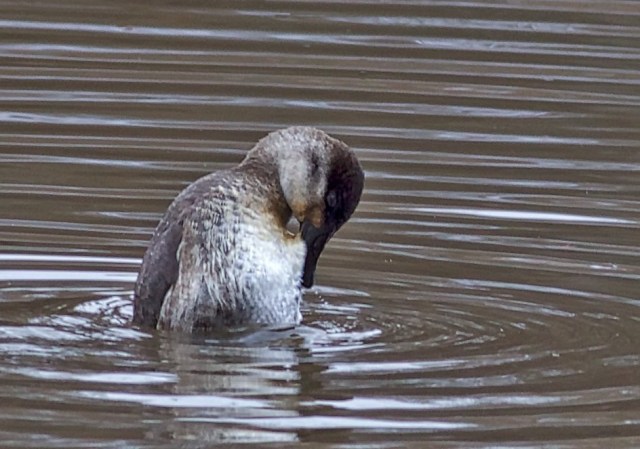 ruddy duck penguin impersonation