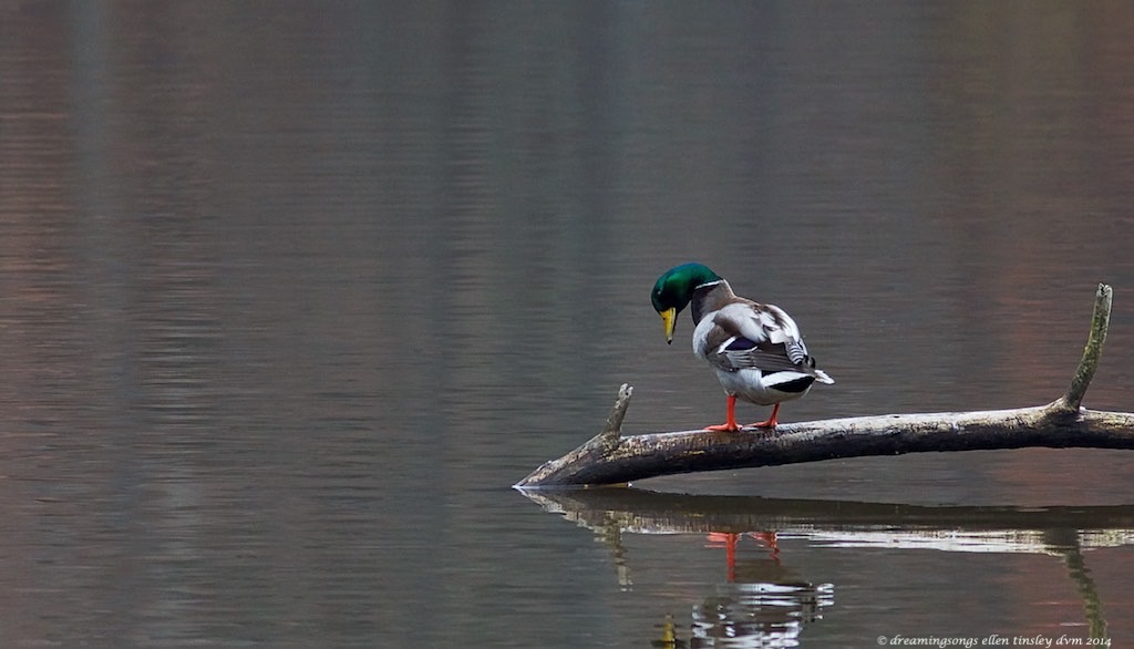 WALK4091 mallard admiring himself 2014