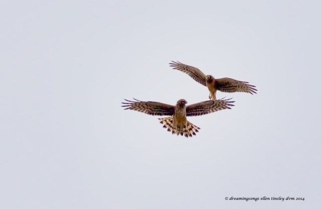 WALK4195 - Version 2 2 harriers at dam 2014