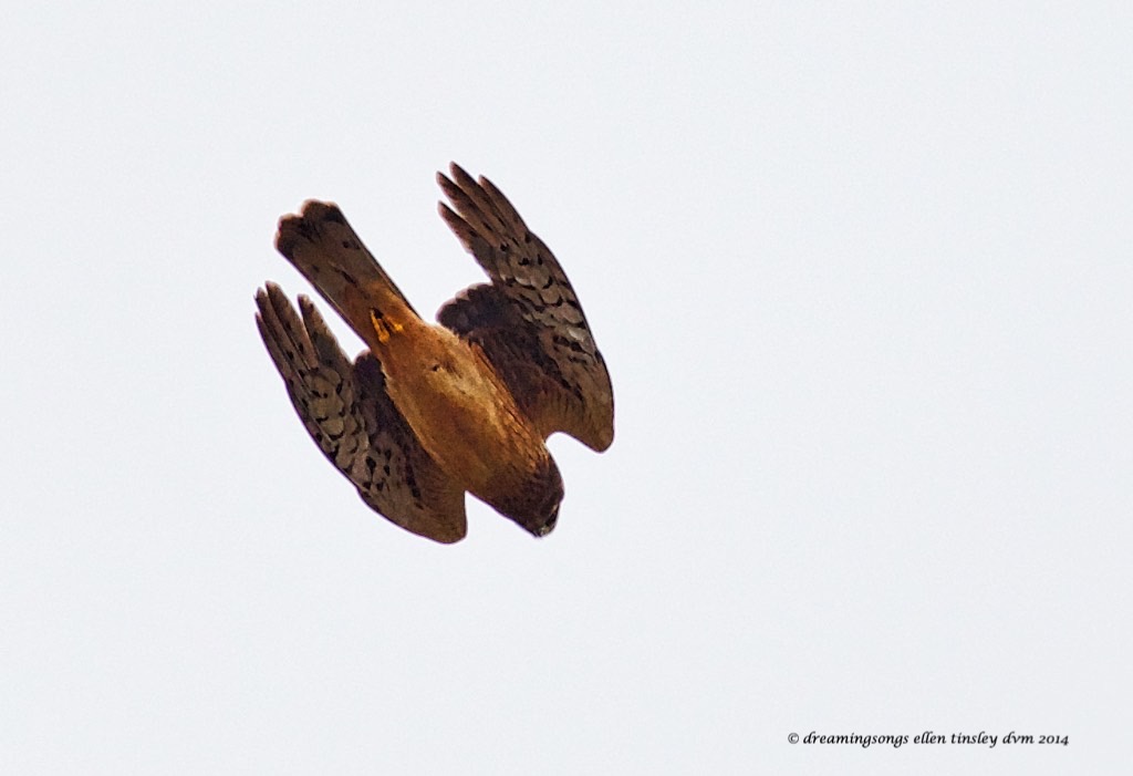 WALK4242 harrier dive 2014