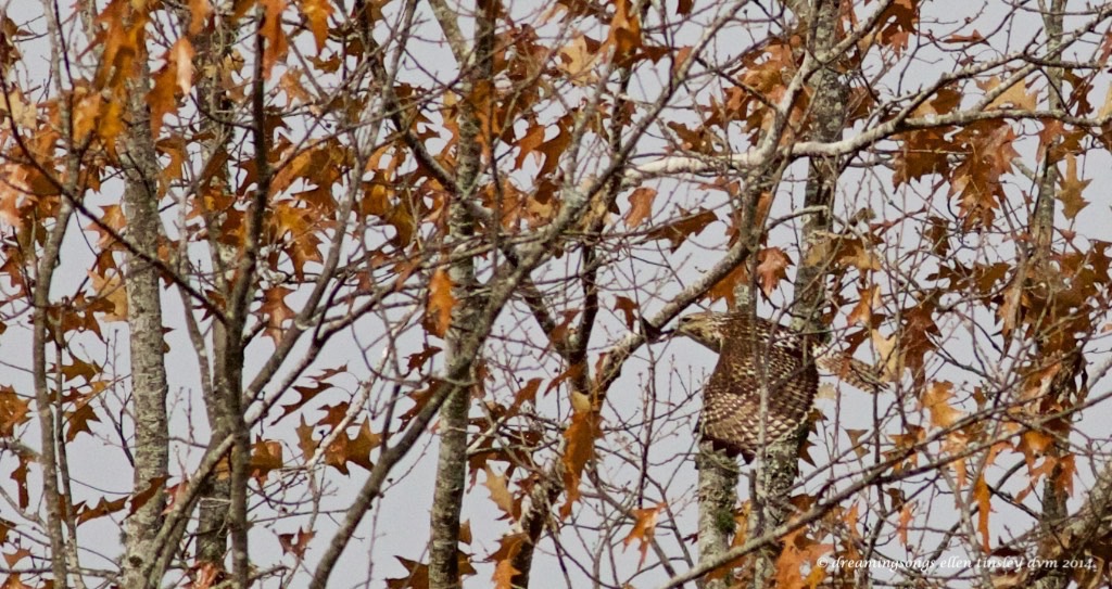 find the hawk