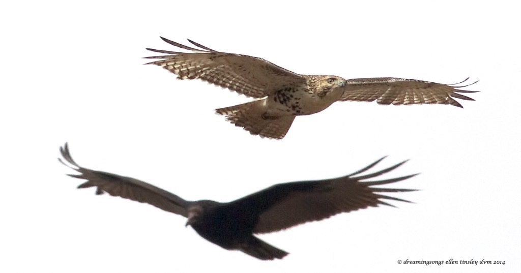 WALK4334 red tail and turkey vulture 2014