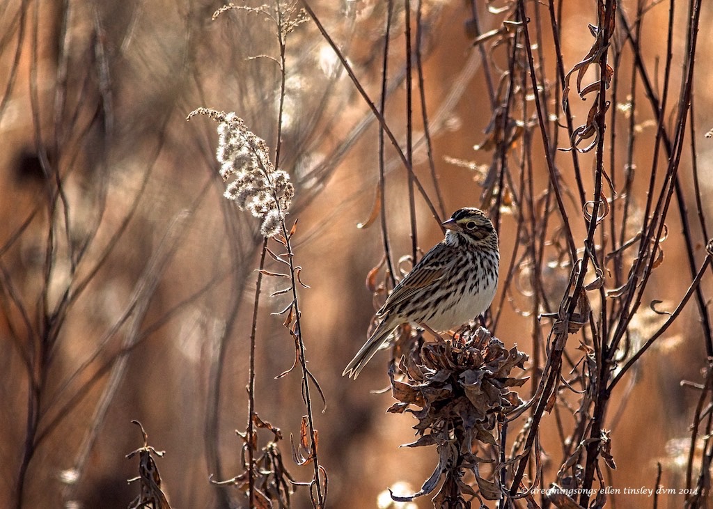 WALK4707 savannah sparrow meadow light 2014