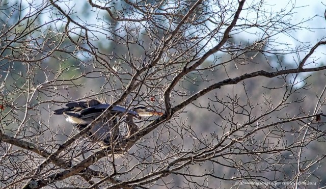 WALK4920 GBH takeoff imminent 2014