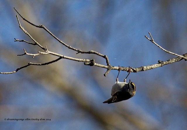 WALK4994 golden crown kinglet trapeze 2014