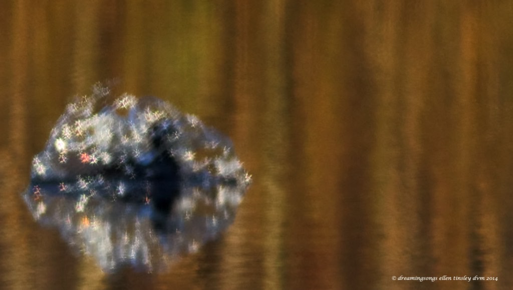 WALK5017 black duck bubbles 2014 (1)